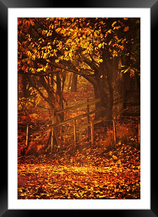 Golden Autumn Leaves Framed Mounted Print by Dawn Cox