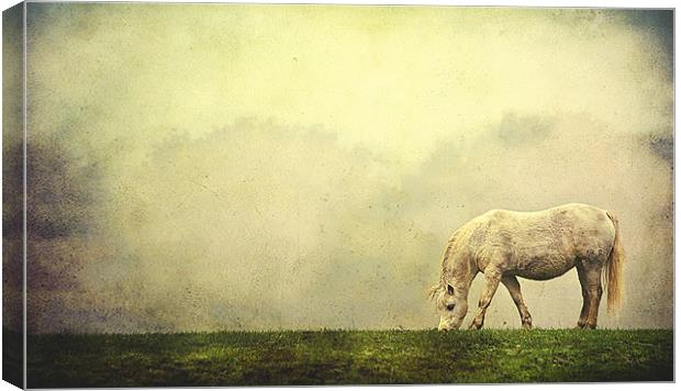 Grazing Horse Canvas Print by Dawn Cox