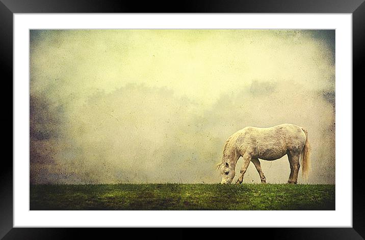 Grazing Horse Framed Mounted Print by Dawn Cox