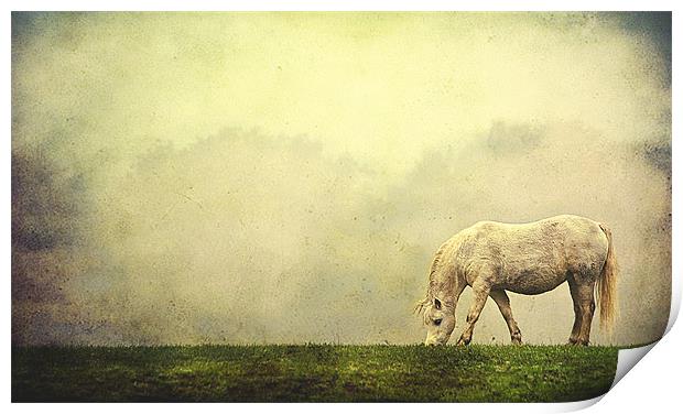 Grazing Horse Print by Dawn Cox
