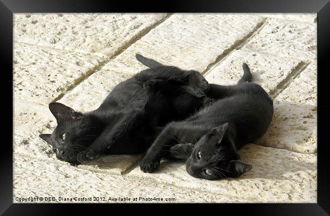 Black kittens tired from tussle Framed Print by DEE- Diana Cosford
