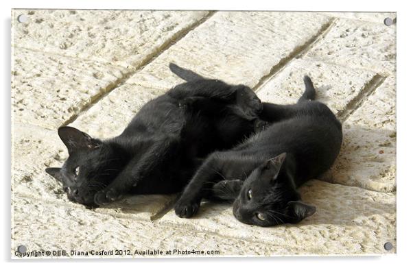 Black kittens tired from tussle Acrylic by DEE- Diana Cosford