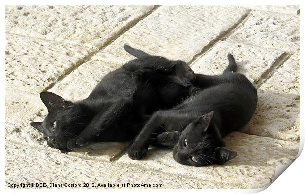 Black kittens tired from tussle Print by DEE- Diana Cosford