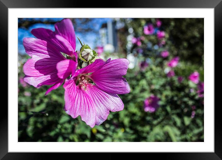 Lavatera 'Mallow' macro Framed Mounted Print by Paul Madden