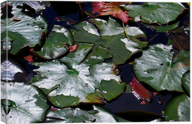 Leaves in the Pond Canvas Print by Luke Wakely
