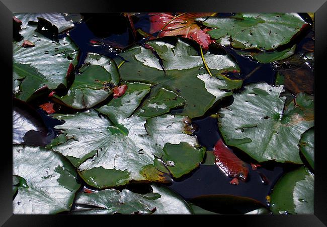 Leaves in the Pond Framed Print by Luke Wakely