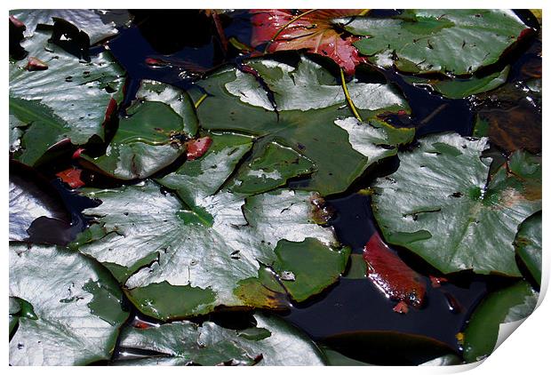 Leaves in the Pond Print by Luke Wakely