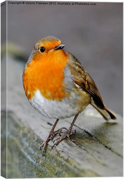 Robin Canvas Print by Valerie Paterson