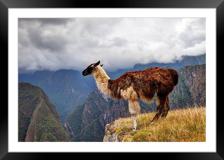 Alpaca at Machu Picchu Framed Mounted Print by Gail Johnson