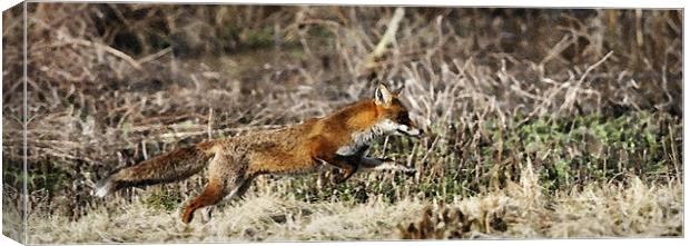 THE RUNNING FOX Canvas Print by Anthony R Dudley (LRPS)