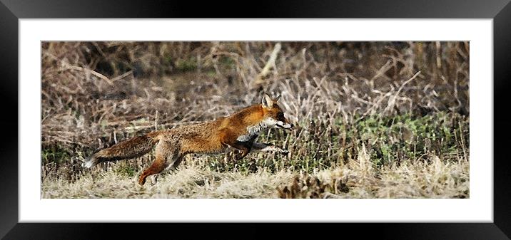 THE RUNNING FOX Framed Mounted Print by Anthony R Dudley (LRPS)