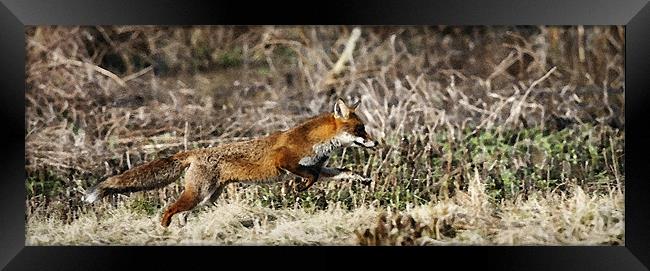 THE RUNNING FOX Framed Print by Anthony R Dudley (LRPS)