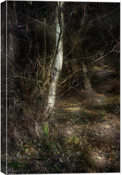Secret Forest Path Canvas Print by Ann Garrett