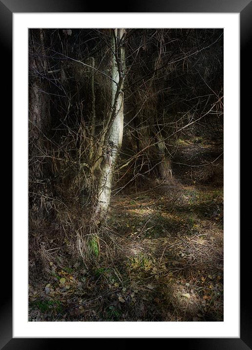 Secret Forest Path Framed Mounted Print by Ann Garrett