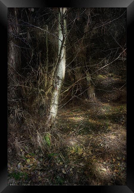 Secret Forest Path Framed Print by Ann Garrett