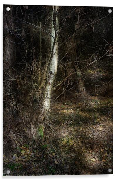 Secret Forest Path Acrylic by Ann Garrett