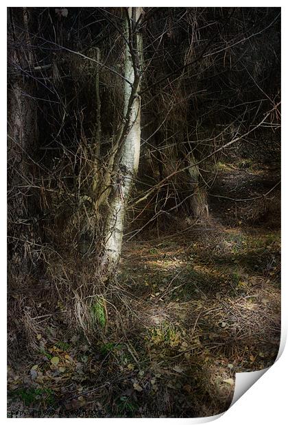 Secret Forest Path Print by Ann Garrett