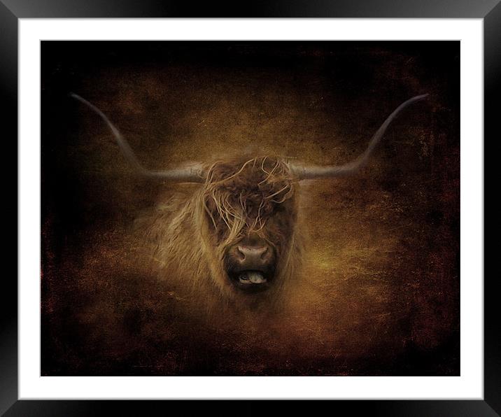 Highland Cow.. Framed Mounted Print by Debra Kelday