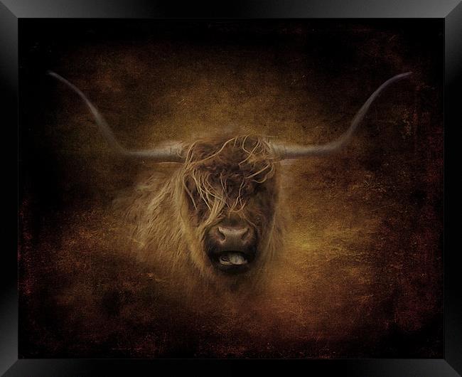 Highland Cow.. Framed Print by Debra Kelday