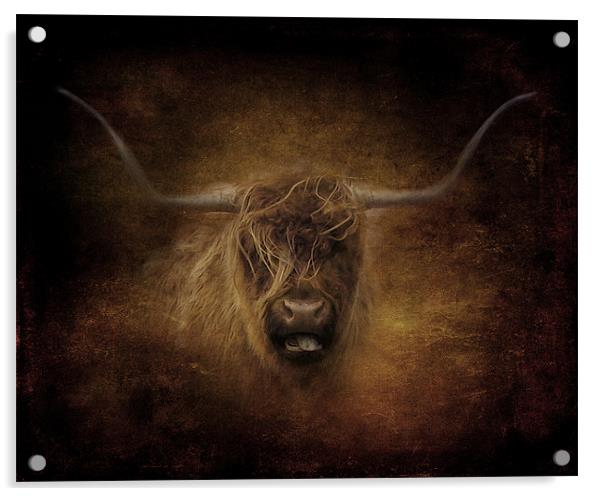Highland Cow.. Acrylic by Debra Kelday