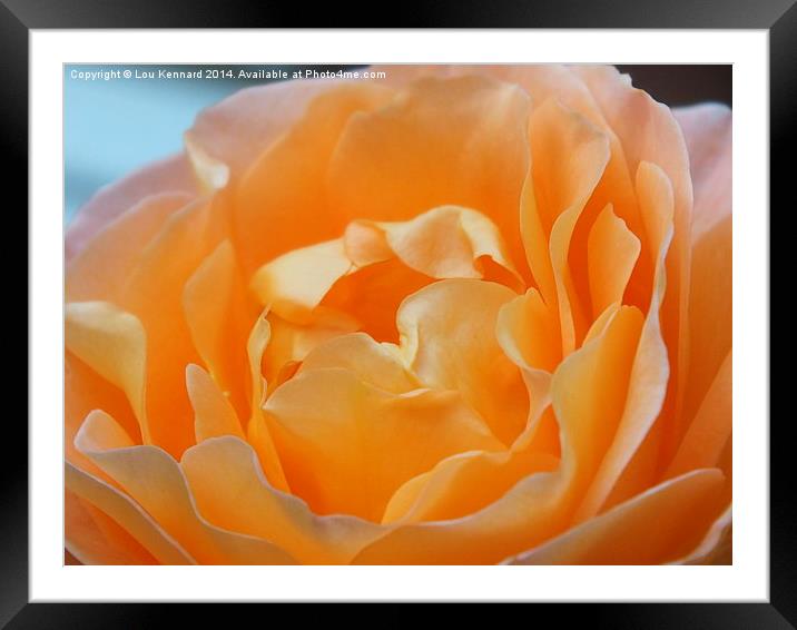 Orange Rose Framed Mounted Print by Lou Kennard