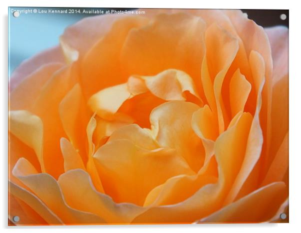 Orange Rose Acrylic by Lou Kennard