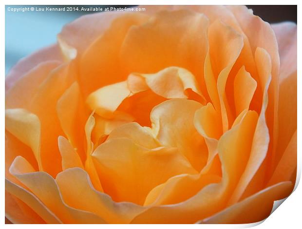 Orange Rose Print by Lou Kennard