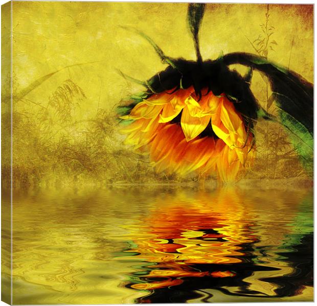 Sunflower Reflection of a Summer Day (3) Canvas Print by Debra Kelday