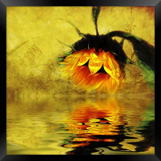 Sunflower Reflection of a Summer Day (3) Framed Print by Debra Kelday