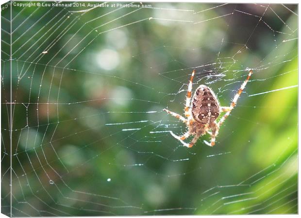 Spider in Web Canvas Print by Lou Kennard