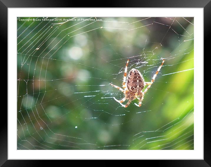 Spider in Web Framed Mounted Print by Lou Kennard