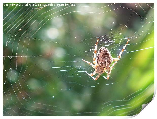 Spider in Web Print by Lou Kennard