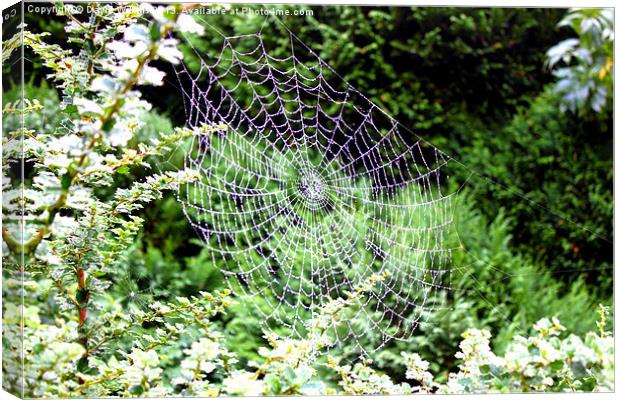 Spider web Canvas Print by David Wilkins