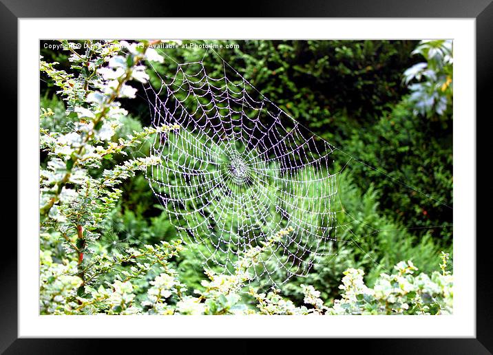 Spider web Framed Mounted Print by David Wilkins