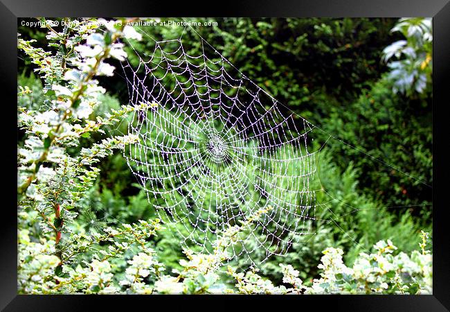Spider web Framed Print by David Wilkins