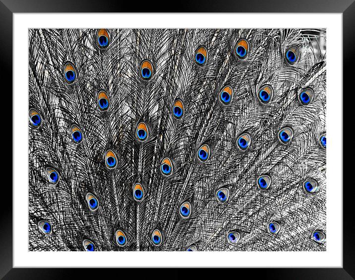 coloured eyes Framed Mounted Print by Jo Beerens