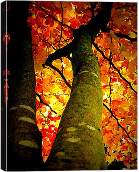 FALL COLORS Canvas Print by dale rys (LP)
