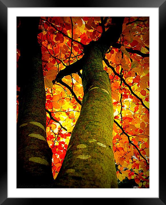 FALL COLORS Framed Mounted Print by dale rys (LP)