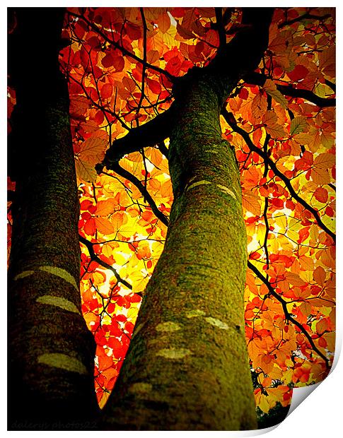 FALL COLORS Print by dale rys (LP)