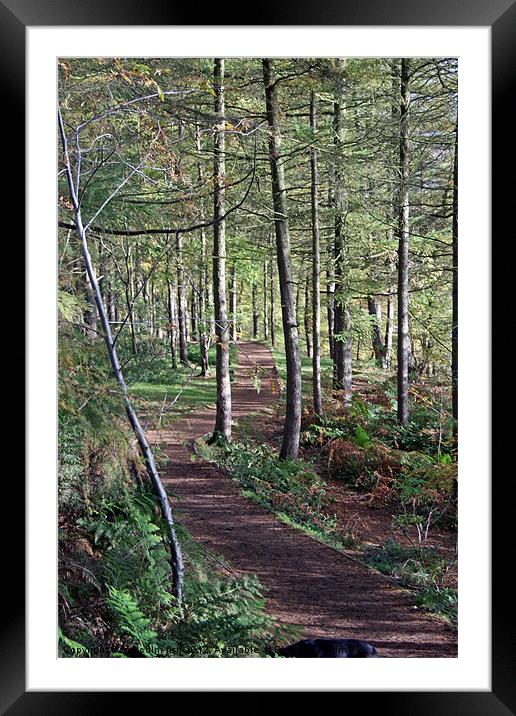WOODLAND PATH Framed Mounted Print by malcolm fish