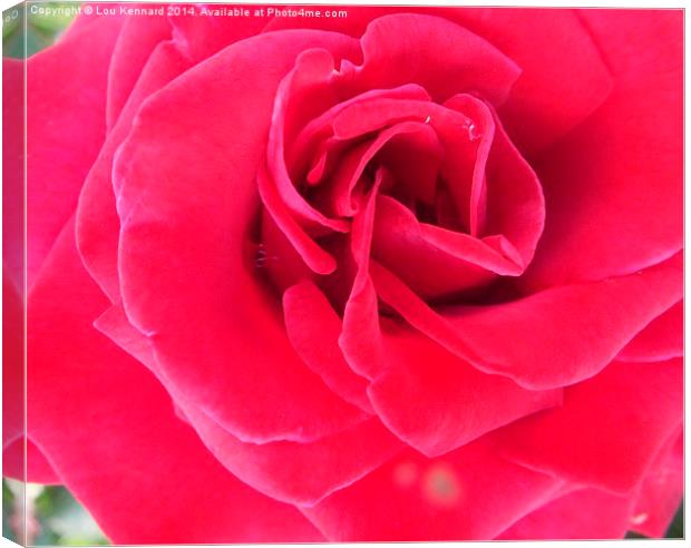 Red Rose Canvas Print by Lou Kennard