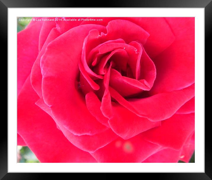 Red Rose Framed Mounted Print by Lou Kennard