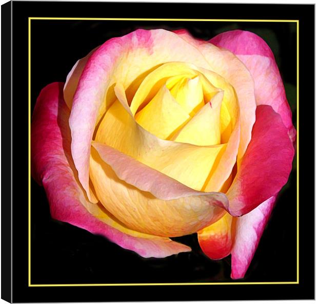 Easter Rose  Canvas Print by Rozlen Willoughby