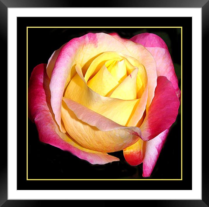 Easter Rose  Framed Mounted Print by Rozlen Willoughby