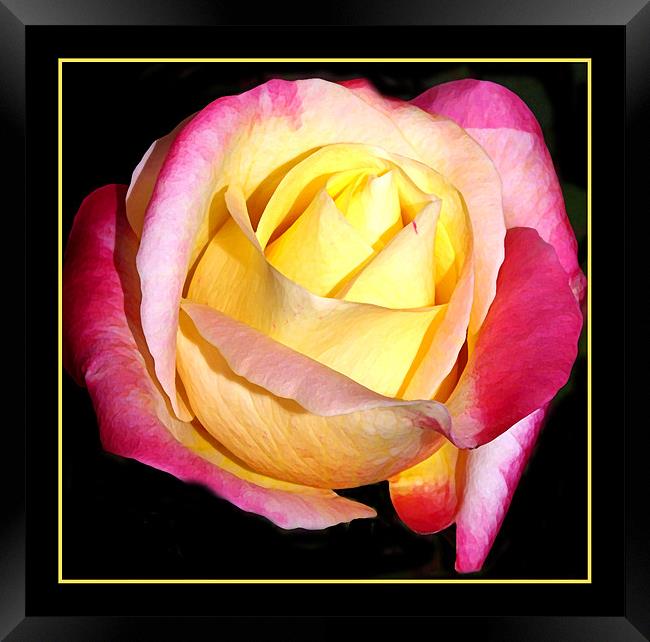 Easter Rose  Framed Print by Rozlen Willoughby