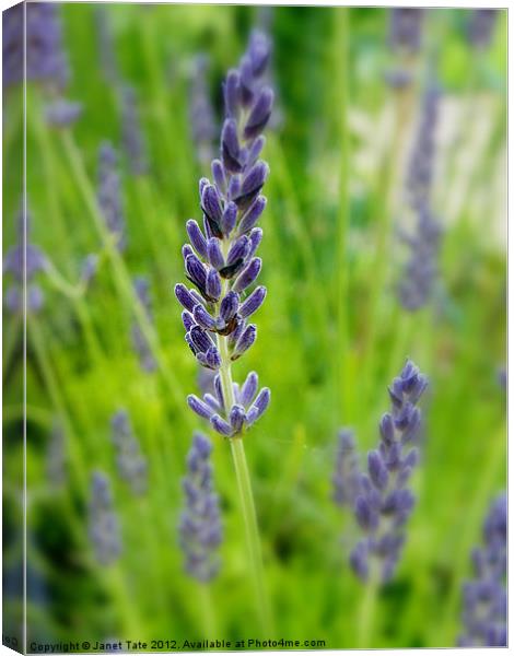 English Lavender Canvas Print by Janet Tate