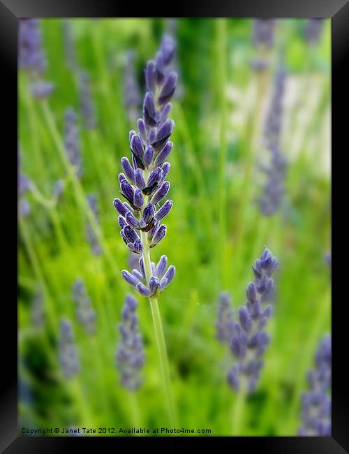 English Lavender Framed Print by Janet Tate