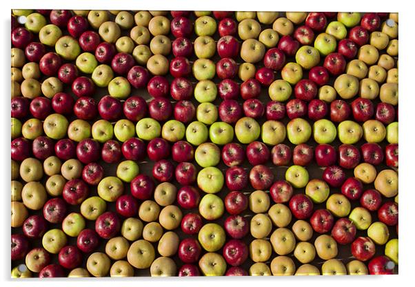 Union Jack of Apples Acrylic by Paul Macro