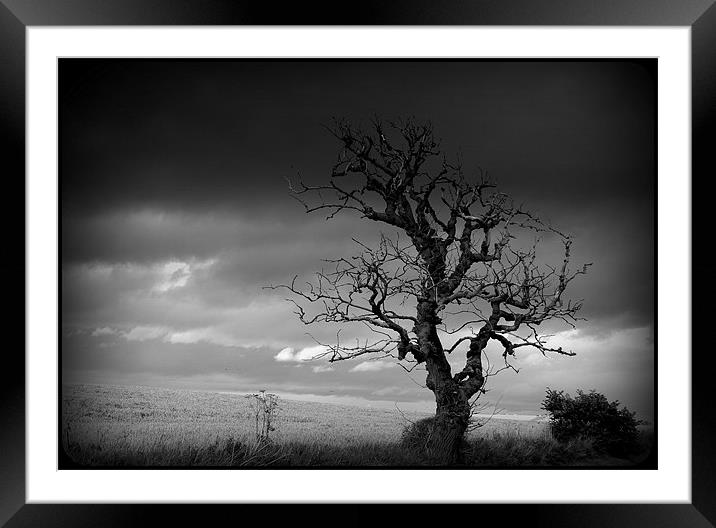 Twisted Framed Mounted Print by Laura McGlinn Photog