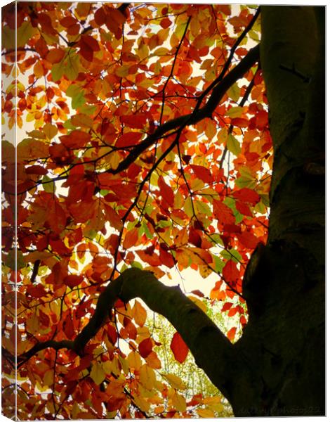 FALL 2 Canvas Print by dale rys (LP)